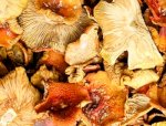 Мухомор красный шляпки, крошка (Amanita Muscaria cut)